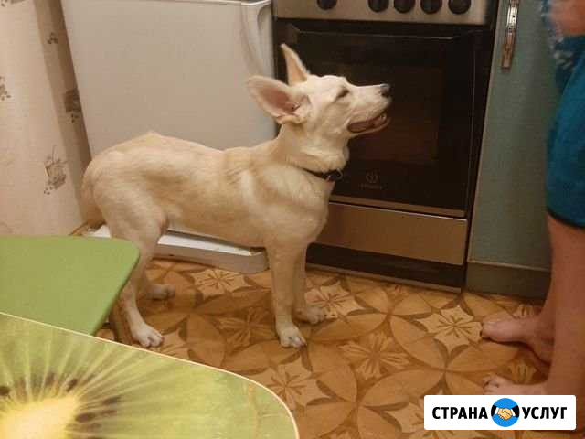 На случку Самара - изображение 1
