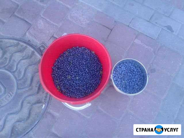 Черника Угра - изображение 1