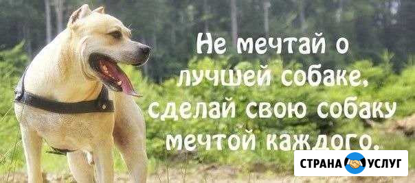 Дрессировка собак Петрозаводск - изображение 1