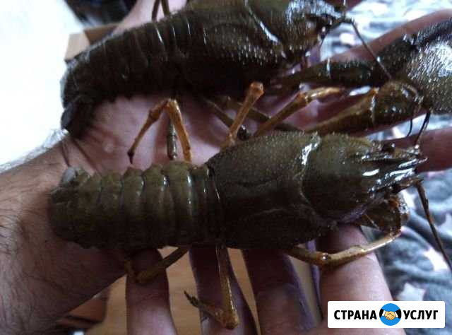 Раки Серпухов - изображение 1