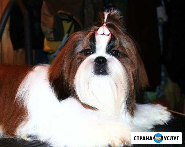 Чемпион ши-тцу на вязку Ставрополь - изображение 1