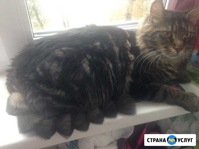 Стрижка кошек и собак Магнитогорск - изображение 1