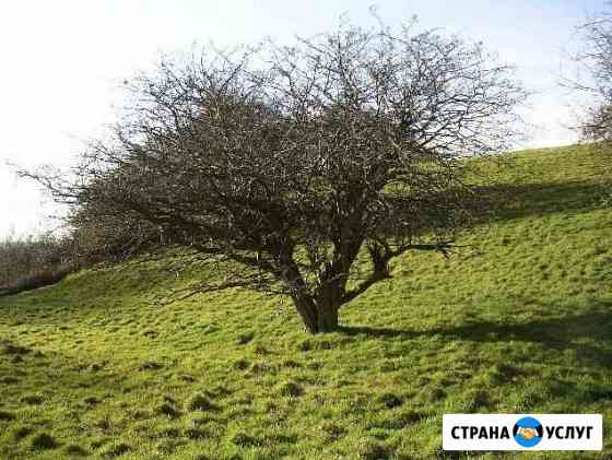 Спилим плодовые деревья Иркутск