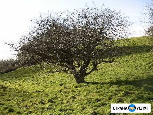 Спилим плодовые деревья Иркутск - изображение 1