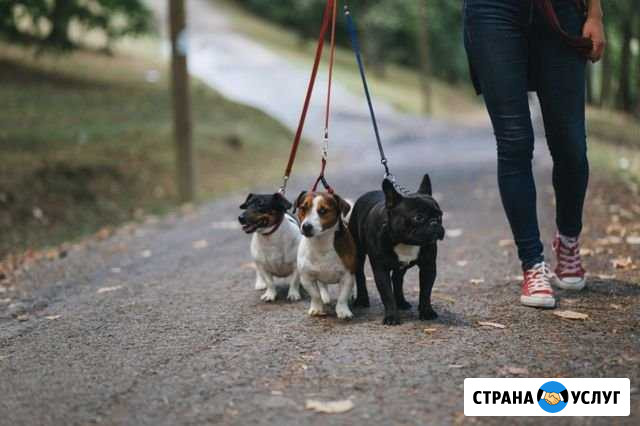 Выгул собак Чебоксары - изображение 1