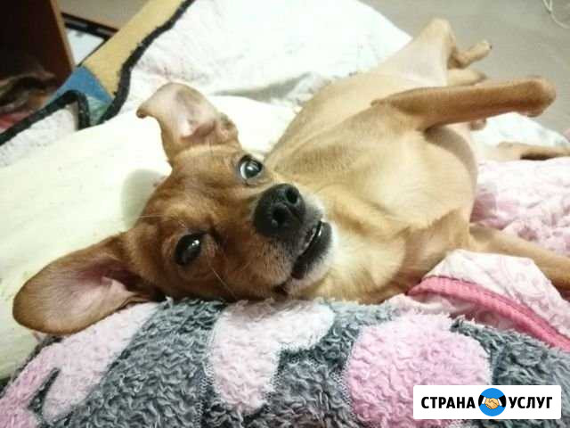 Вязка той терьер бесплатно. крупный Мурманск - изображение 1