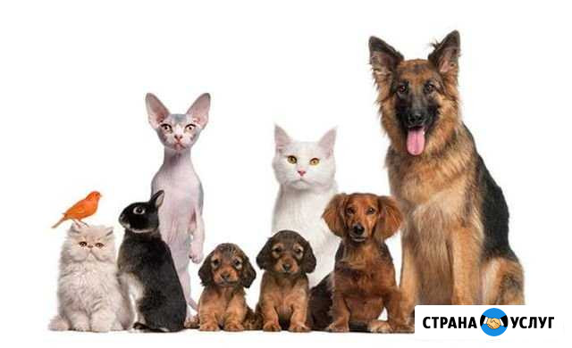 Стрижка когтей по вызову Белогорск - изображение 1