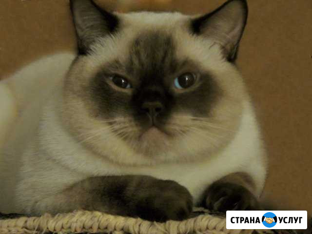Вязка с британским котом Краснодар - изображение 1