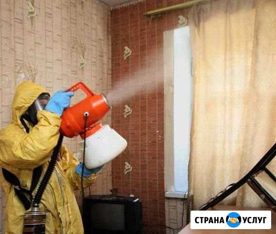 Уничтожение клопов, тараканов Красноярск - изображение 1