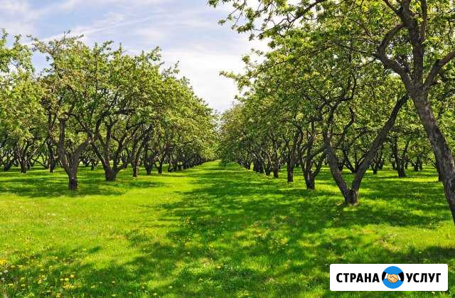 Агроном, уход за садом. обрезка Волжский Волгоградской области - изображение 1