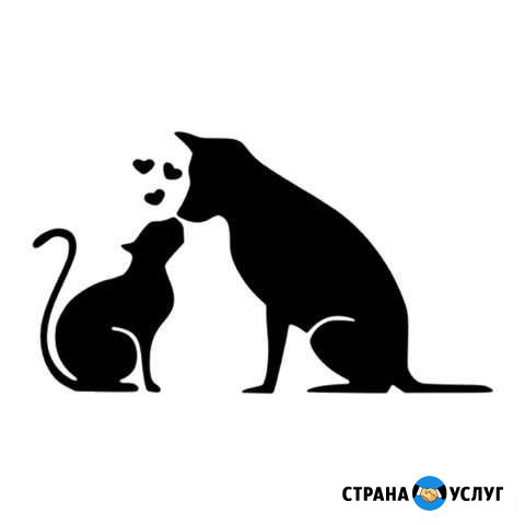 Стерилизация кошек и собак Симферополь - изображение 1