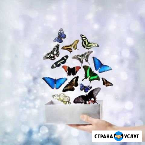 Свадебный салют из живых тропических бабочек Нижний Одес - изображение 1