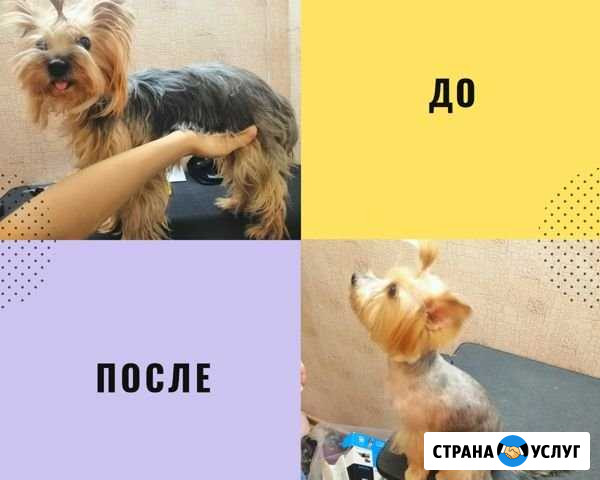 Груминг Екатеринбург - изображение 1
