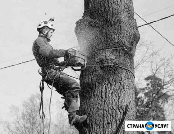 Спил деревьев, корчевание пней,уборка участков Ростов-на-Дону
