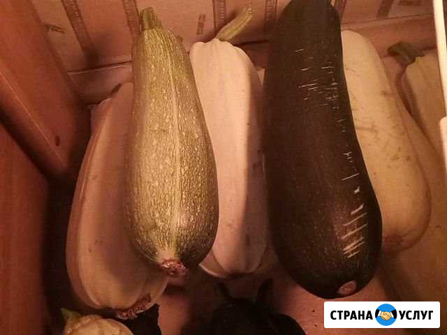 Кабачки Челябинск - изображение 1