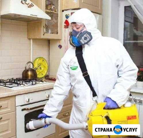 Уничтожение насекомых Комаров Клещей Плесени Астрахань - изображение 1