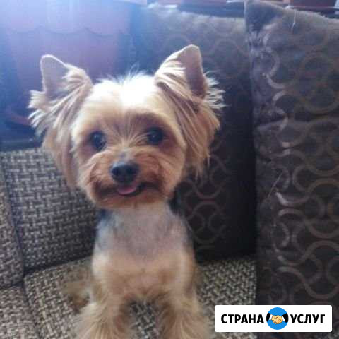Стрижка собак, Ижевск Ижевск - изображение 1