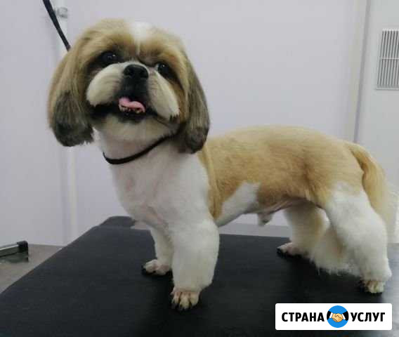 Стрижка кошек и собак Златоуст - изображение 1