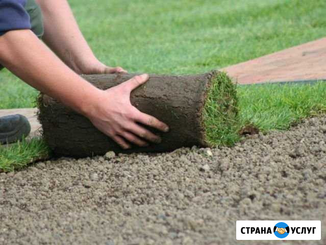 Рулонный газон под ключ, покос травы Краснодар - изображение 1