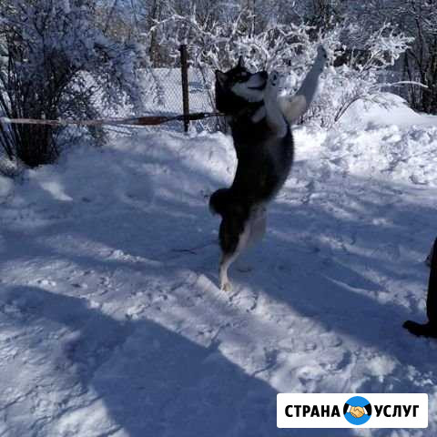 Хаски вязка Обоянь - изображение 1