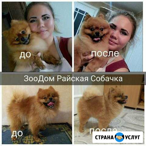 Стрижка собак Кондопога - изображение 1