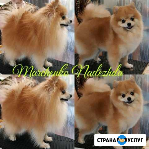 Стрижка груминг собак и кошек Ижевск - изображение 1