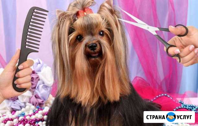 Груминг Воронеж - изображение 1