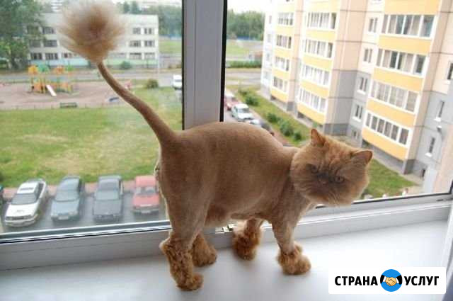 Стрижка кошек Набережные Челны - изображение 1