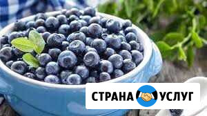 Черника Торжок - изображение 1