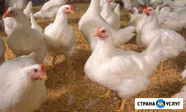 Ветеринар для птицы - выезд и онлайн Чистополь - изображение 1