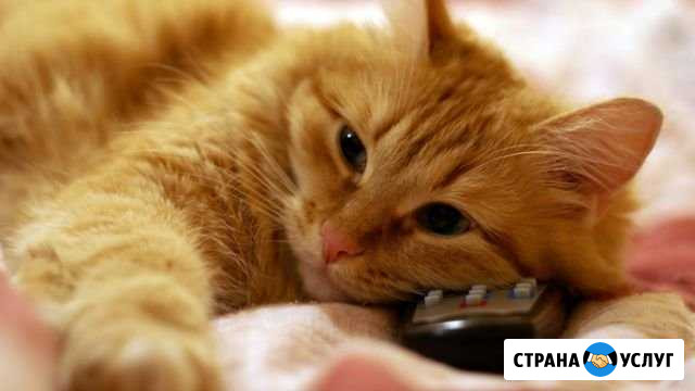 Ремонт телевизоров Новочебоксарск - изображение 1