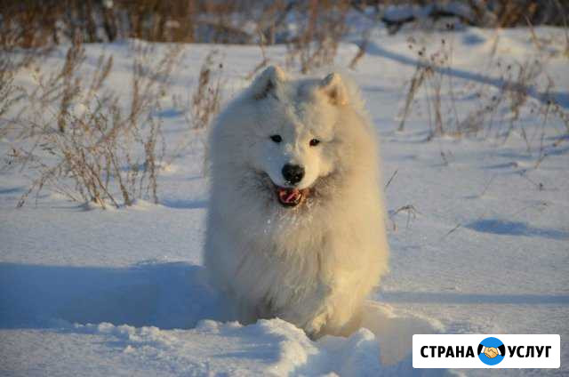 Самоед - Титулованный кобель для вязки Челябинск - изображение 1