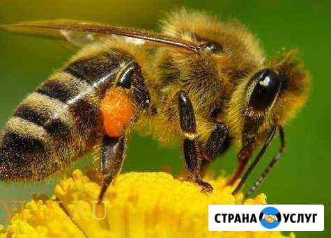 Опыление посевных Оренбург