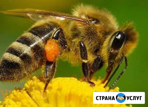 Опыление посевных Оренбург - изображение 1