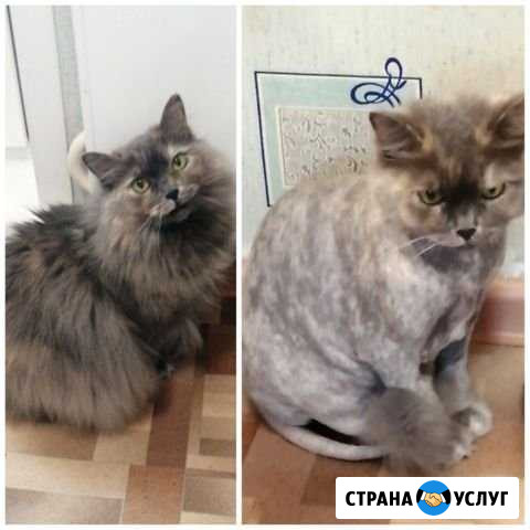 Стрижка кошек Красноярск - изображение 1