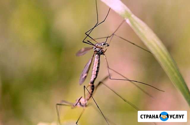 Уничтожение мышей, клещей, тараканов, плесени Васильево - изображение 1