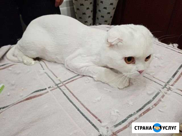 Стрижка кошек и собак Набережные Челны - изображение 1
