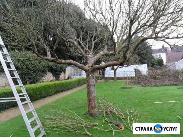 Обрезка деревьев и других насаждений Воронеж - изображение 1