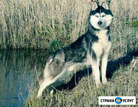 Хаски кобель для вязки черно-белый голубоглазый Рыбинск