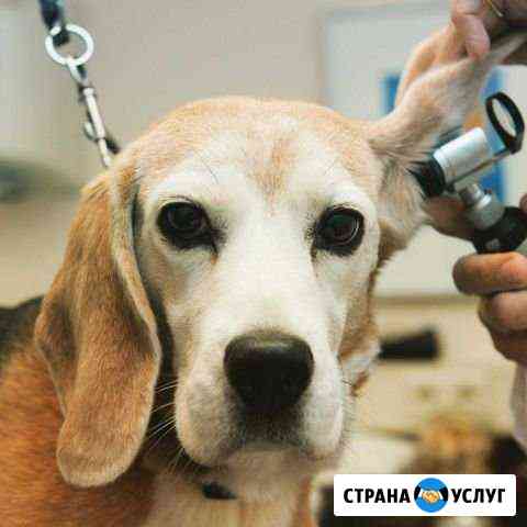 Ветеринарный врач на дом Шахты