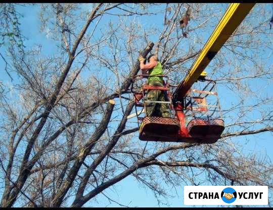 Спил,Кронирование,Омоложение деревьев,вывоз Ставрополь - изображение 1