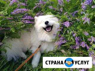 Вязка Чебоксары - изображение 1