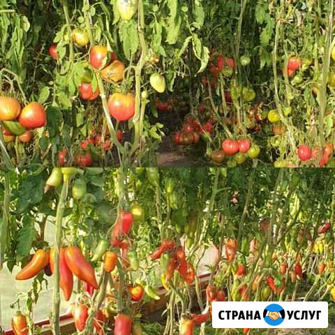 Лпх доставка Сокур - изображение 1