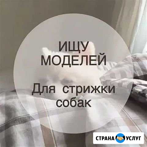 Груминг Новосибирск - изображение 1