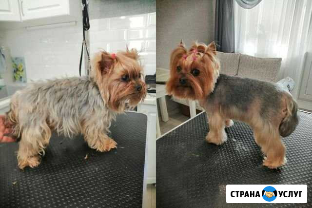 Стрижка собак Тамбов - изображение 1
