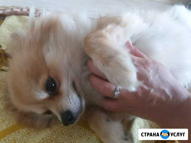 Передержка собак мелких пород Нижневартовск - изображение 1