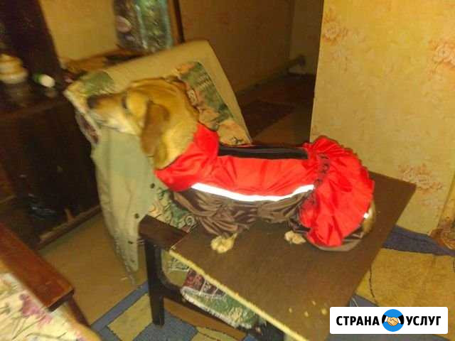 Пошив одежды для собак Орёл - изображение 1