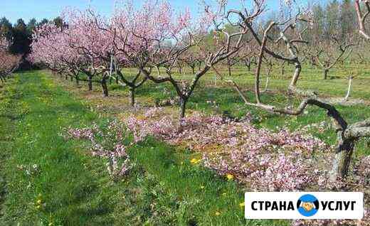 Профессиональная обрезка деревьев, 40 лет опыта Севастополь