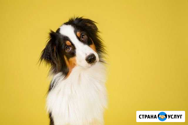 Выгул собак Ухта - изображение 1