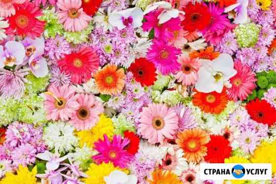 Видеопоздравления на заказ Челябинск